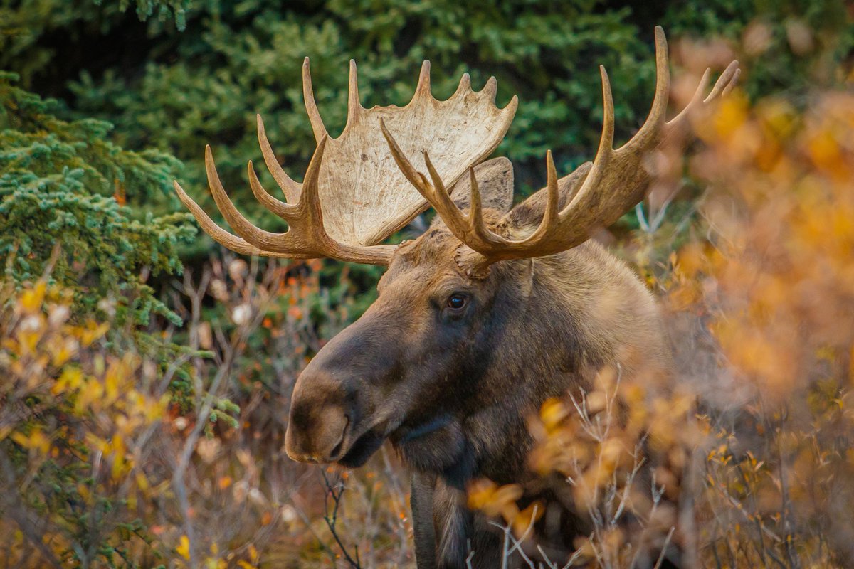 OODMag's tweet image. A reader asks about the legalities of an Ontario resident moose hunting with a friend from the US, and the paperwork involved. Read more on OOD Online.
ofah.org/oodonline/qa/a…
#Hunting #Fishing #Outdoors #Ontario #Moose #Tags #Outfitters #Resident #NonResident #WMUs