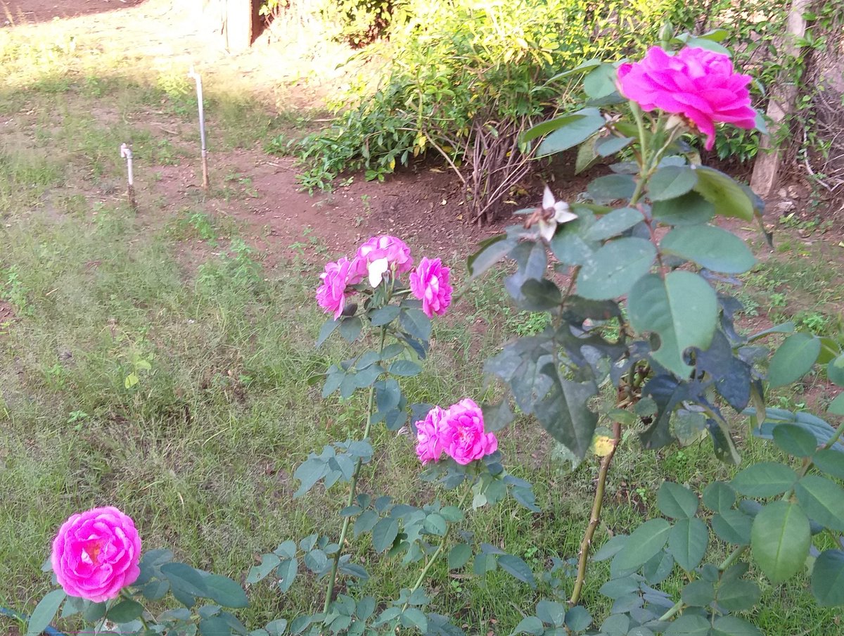 ROHITKUMBHOJKAR's tweet photo. It's #Pink .
#FlowerSpeaking
#theme_pic_India_pink
#RohitKClicks https://t.co/tNarYIbiTj