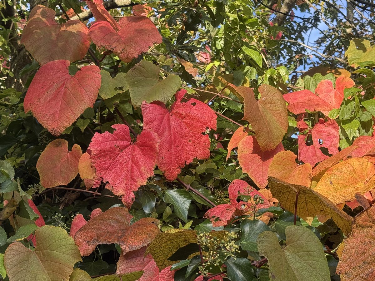 JackiHicks's tweet photo. Lovely autumn colours on our walk along Hayle causeway to the Garden Centre to buy spring bulbs this morning 🍁🌷🪻#walkfromhome #RSPBHayleEstuary 🦆 #myphotography #nofilterneeded 📷 https://t.co/3J08hjQgcG