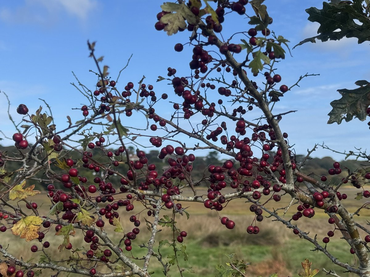 JackiHicks's tweet photo. Lovely autumn colours on our walk along Hayle causeway to the Garden Centre to buy spring bulbs this morning 🍁🌷🪻#walkfromhome #RSPBHayleEstuary 🦆 #myphotography #nofilterneeded 📷 https://t.co/3J08hjQgcG