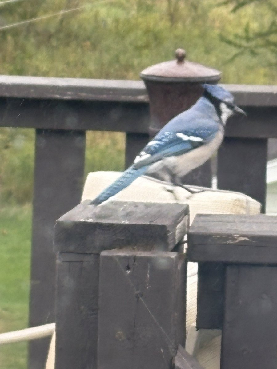 WesleyGreen79's tweet photo. Lots of #BlueJays here in the Gould’s. Must be playoff time! https://t.co/DWfd8xPg1u