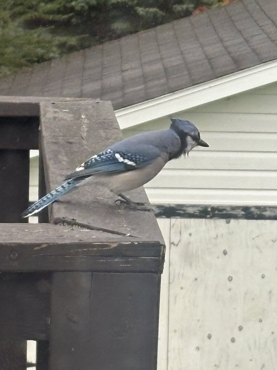 WesleyGreen79's tweet photo. Lots of #BlueJays here in the Gould’s. Must be playoff time! https://t.co/DWfd8xPg1u