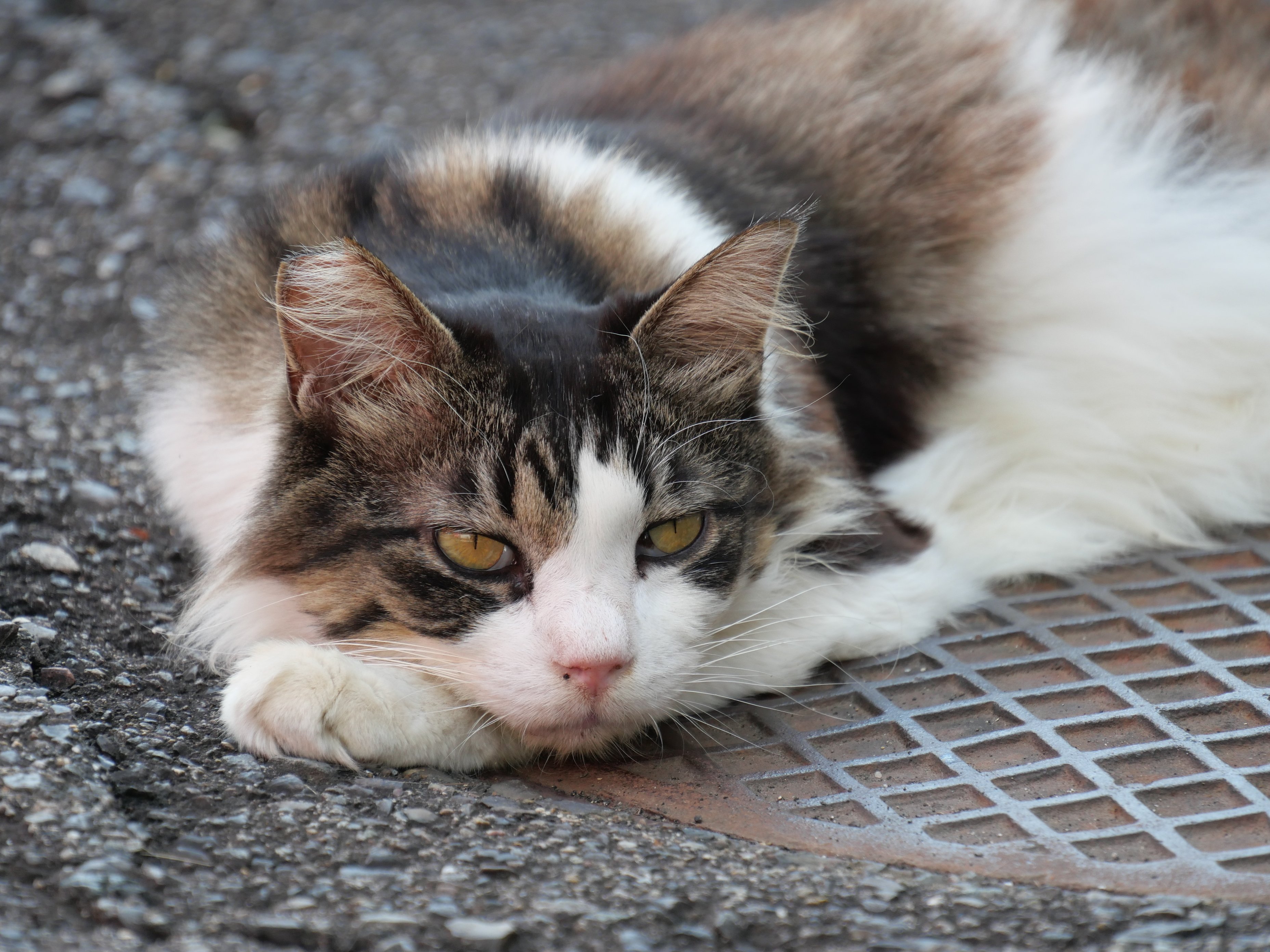 りょうちゃん様予約 絵画「猫の背中にアポロ11号／猫の頭に回転木馬」 内覧会レポート】猫あるあるがいっぱい「Ukiyo-e 猫百科