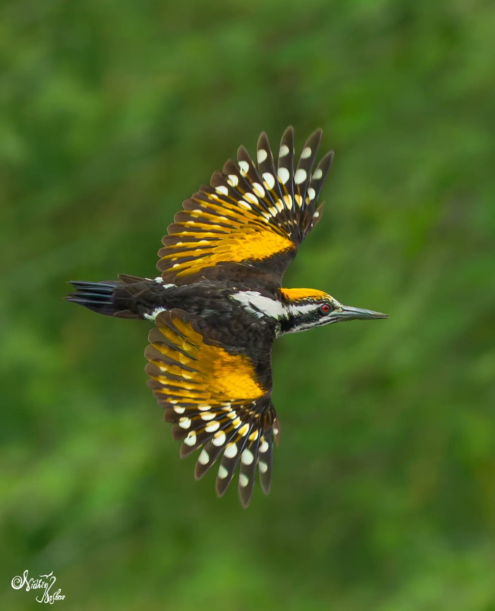 CorellaTej7982's tweet photo. #NaturePhotography #naturephoto #nature #fauna #aves #birds #ocells #pardals https://t.co/f86Vz1a3C0