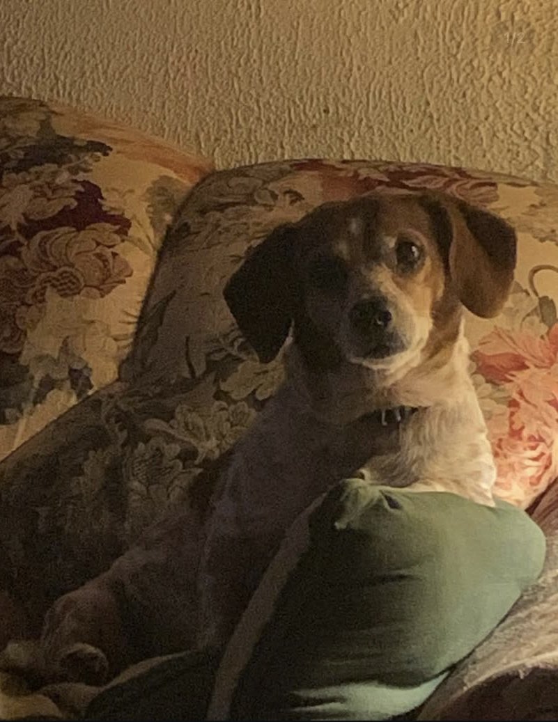 When you get a chance, say Happy Birthday to these two handsome fellas. Theodore “Teddy Bear” Wilson and his little brother Gizmo Jackson (RIP) turn 15 today.