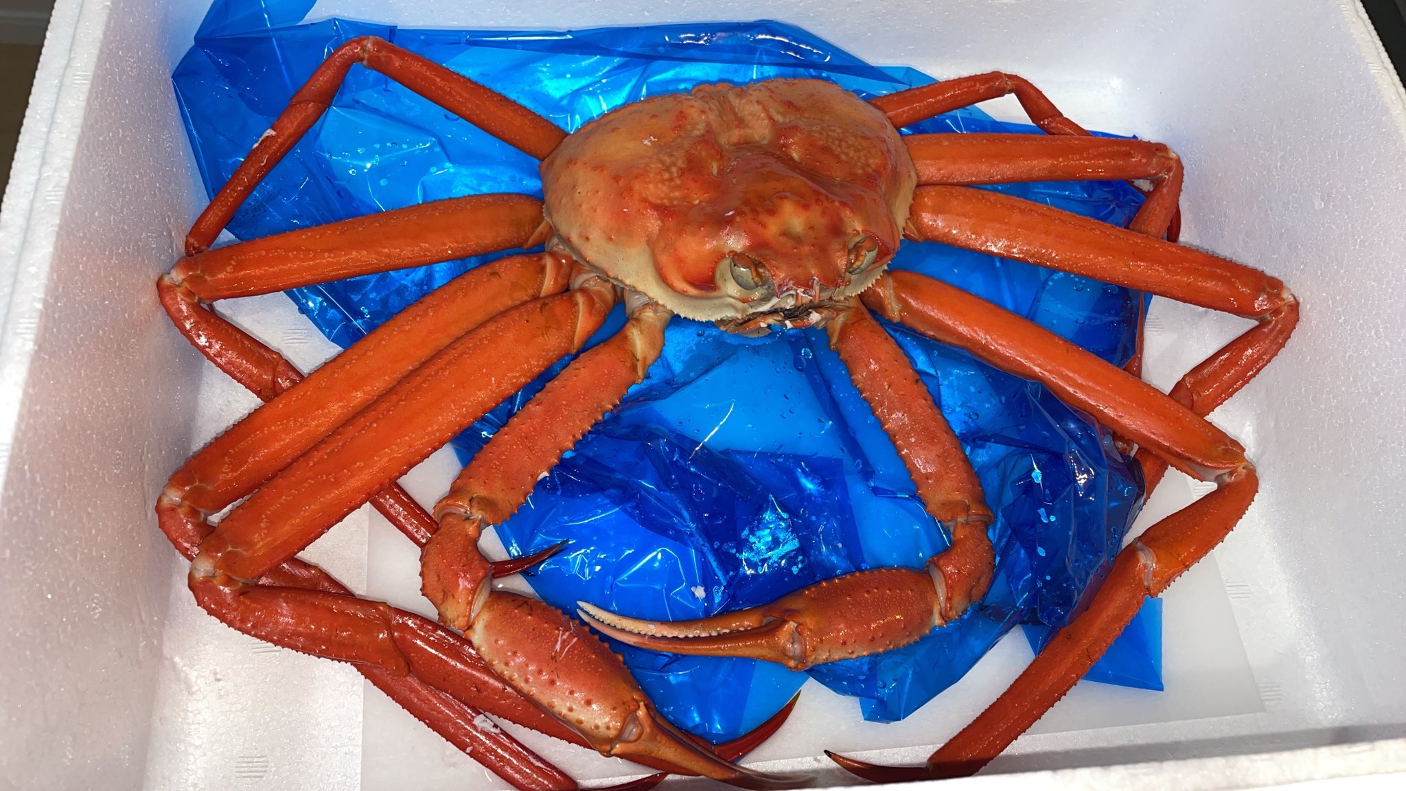 新品　匿名　 spindleshanks crab カニ sddefault.jpg