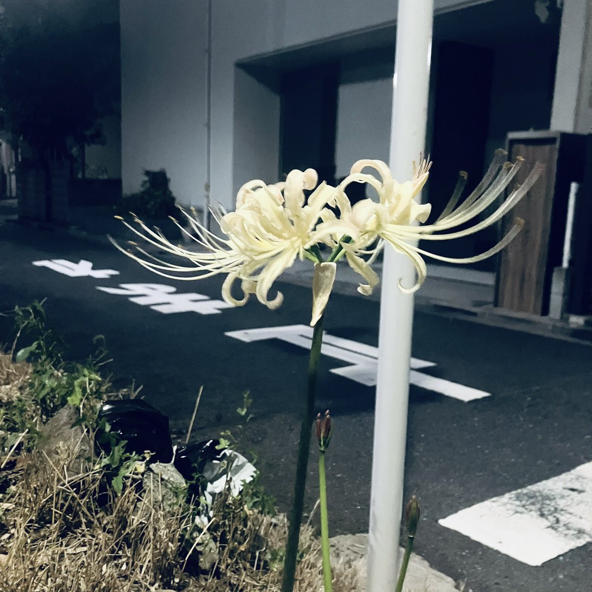 aya_kato1017's tweet photo. 昼の秋　夜の秋 https://t.co/W3gyoDnzxK