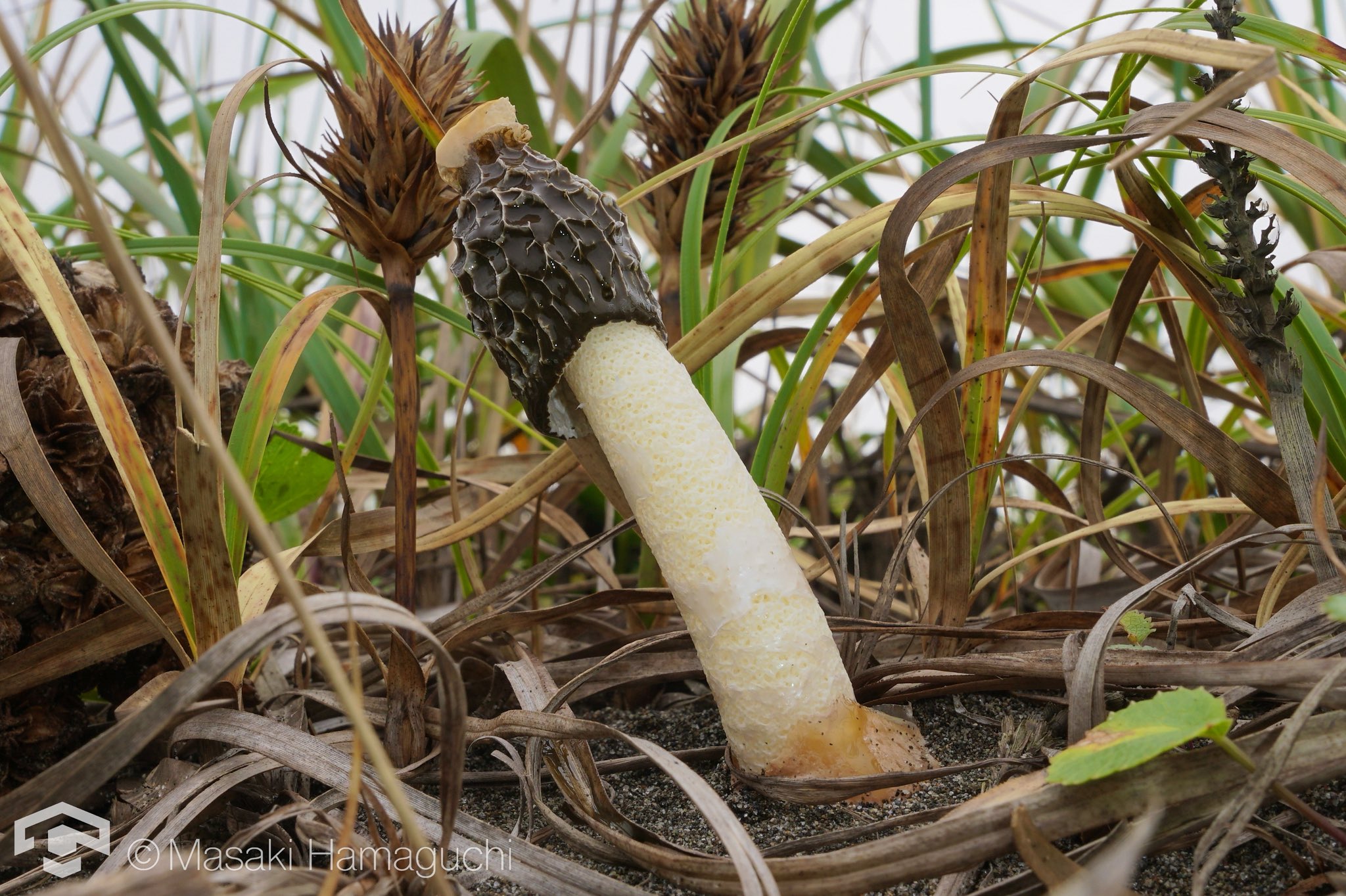 日本菌学会 (@Mycology_Japan) / X