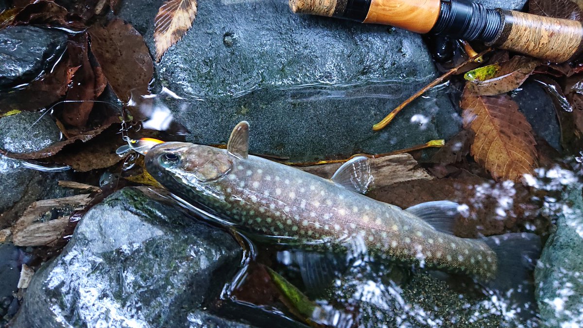 kenchang_RX's tweet photo. 渓流釣り最終日午前の部🎣
チェイスしてきても一度きりと中々厳しかった🤔
#exts464ul
#山女魚ネット
#awayco40s https://t.co/lgwEI2ut72