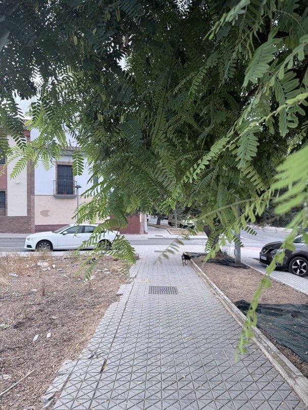 anasurf7's tweet photo. @AytoMairenalcor en la calle Capuletti, las ramas de los árboles impiden el paso de los peatones, teniendo que agacharse… una persona invidente se chocaría con las ramas. Por favor, cortarlas ya https://t.co/WFP5xv4gnE