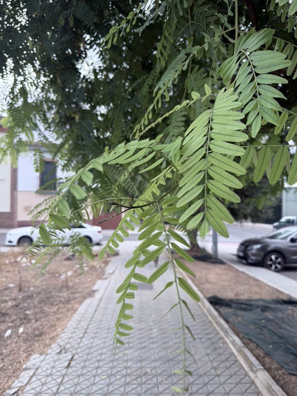 anasurf7's tweet photo. @AytoMairenalcor en la calle Capuletti, las ramas de los árboles impiden el paso de los peatones, teniendo que agacharse… una persona invidente se chocaría con las ramas. Por favor, cortarlas ya https://t.co/WFP5xv4gnE