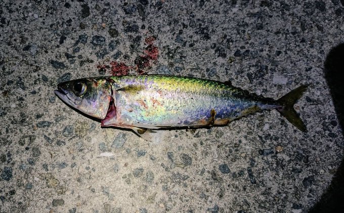 ่ฝใกใใฏใงใตใใๆฅใ