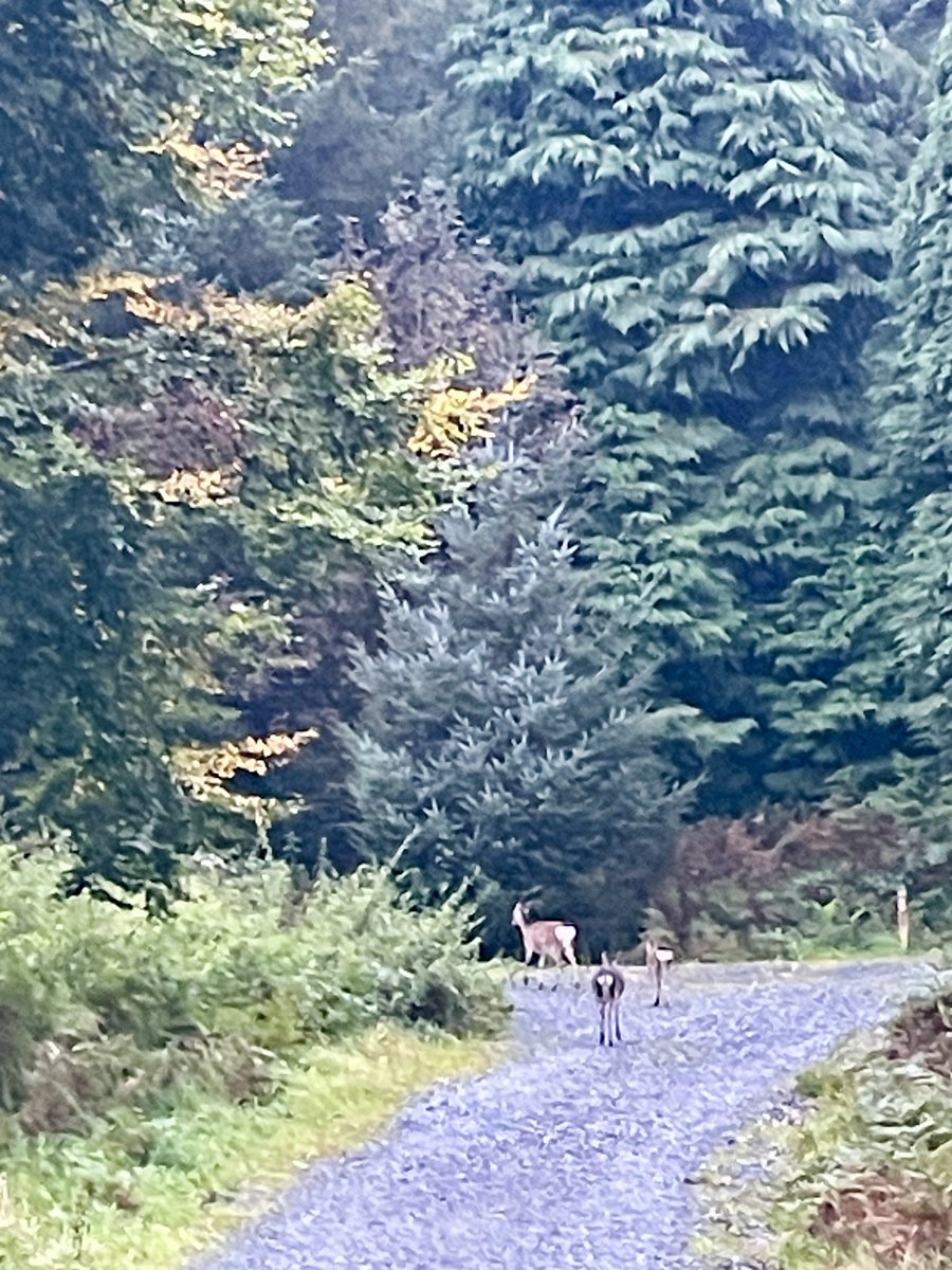 conorsclips's tweet photo. Being led up the  Slievethoul path this morning 🥰
#Conor #Darragh #Carla  🥰🥰🥰 https://t.co/ro2oORtcPB