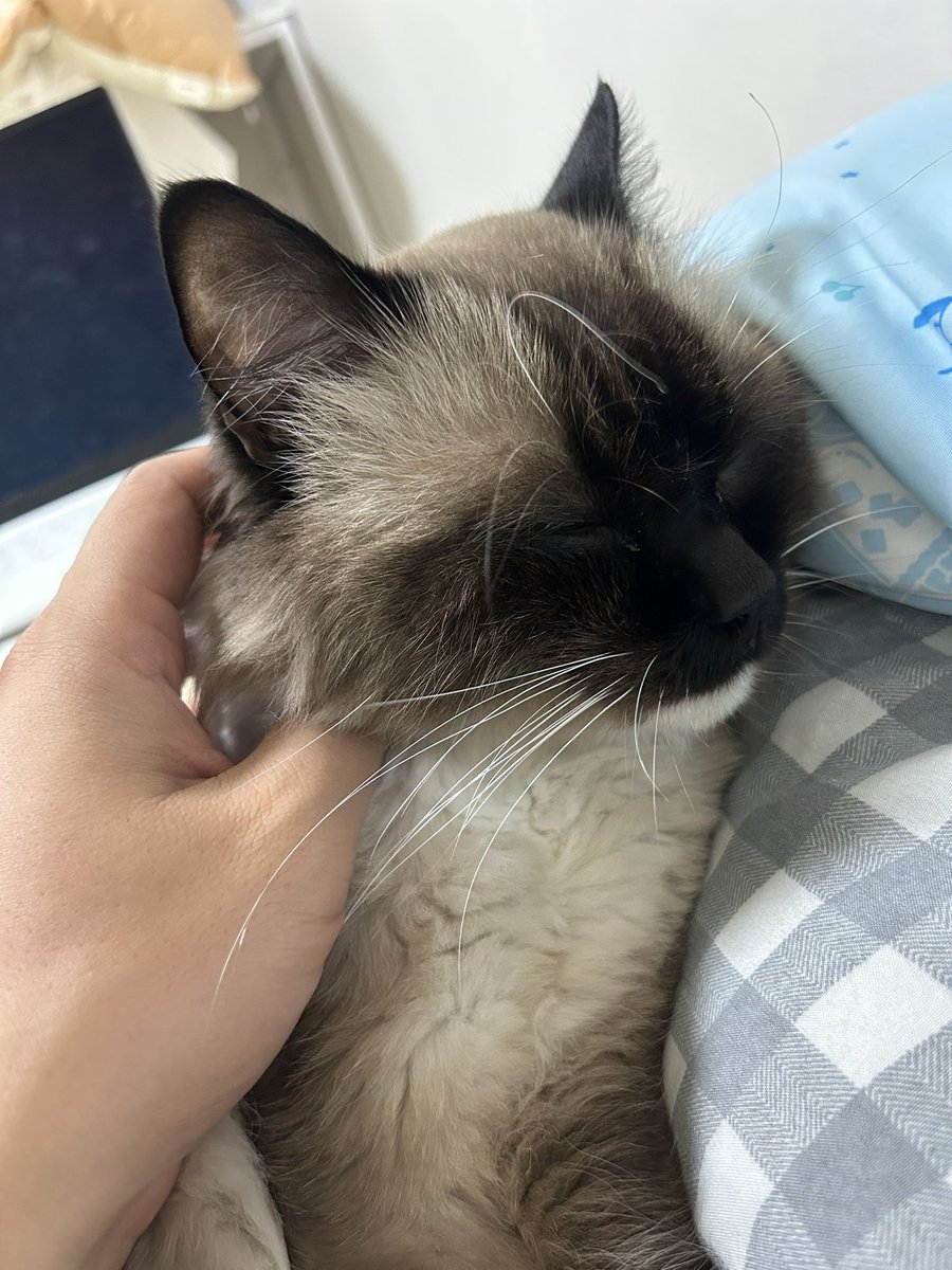 pekexdujFCk89JM's tweet photo. 잠잘땐
베게아니면 팔베게

#대구 #고양이 #집사 https://t.co/yVSV7Wx5OQ