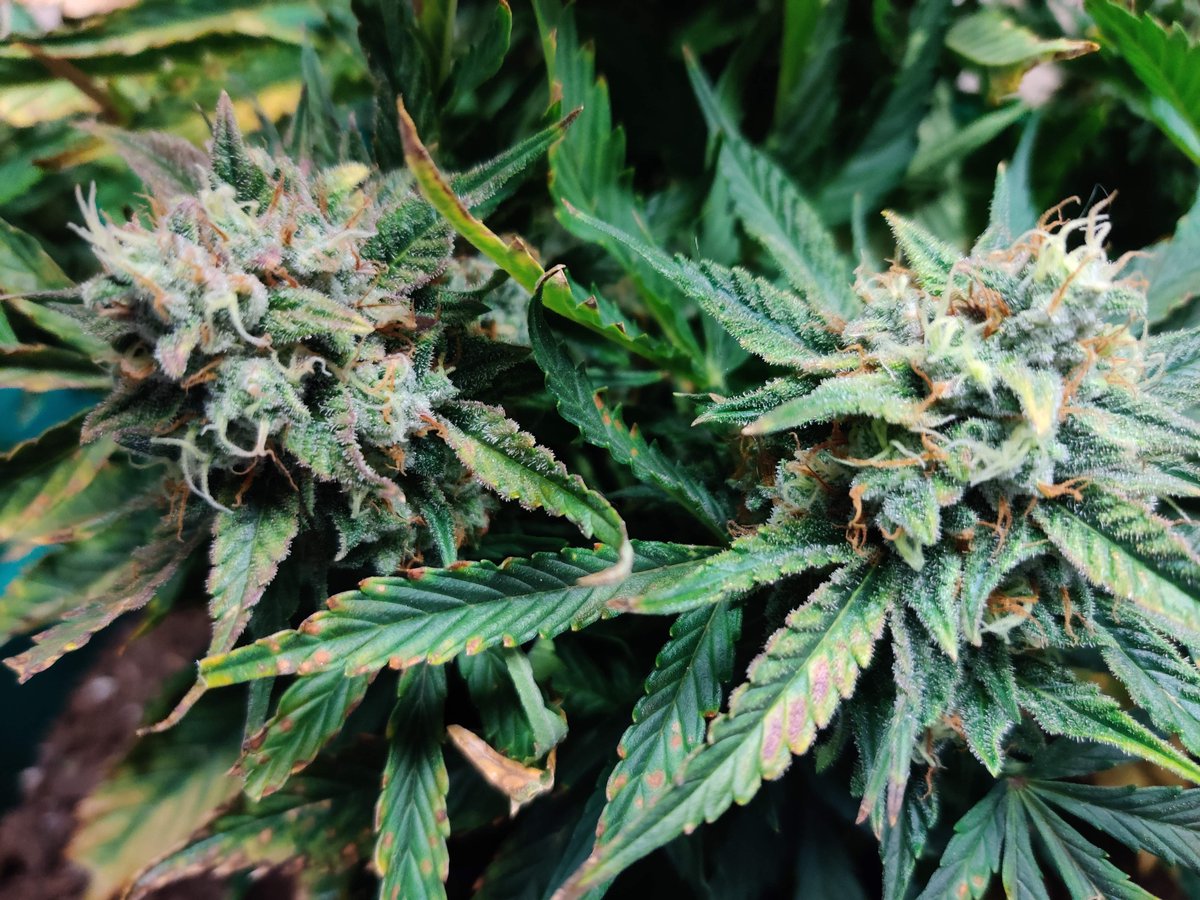 grow_diaries's tweet image. 🌟 Seedbank Highlight 🌟

🇬🇧 @Auto_Seeds — pioneers of autoflowering since 2008

From discovering original Lowryder genetics in Switzerland to creating today’s fast, stable, high-performance autos — they’ve been shaping the autoflower scene for growers worldwide

💯 Reliable.…