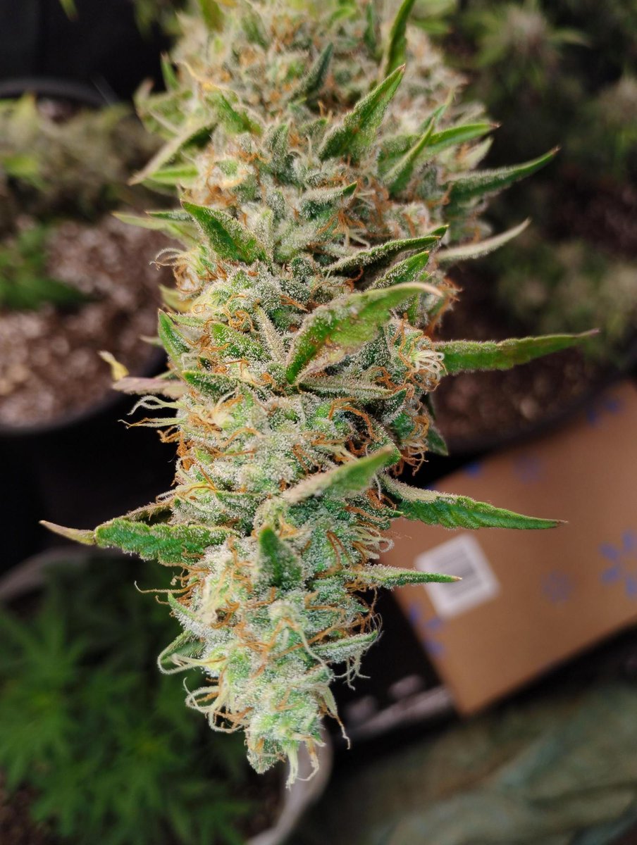 grow_diaries's tweet image. 🌟 Seedbank Highlight 🌟

🇬🇧 @Auto_Seeds — pioneers of autoflowering since 2008

From discovering original Lowryder genetics in Switzerland to creating today’s fast, stable, high-performance autos — they’ve been shaping the autoflower scene for growers worldwide

💯 Reliable.…