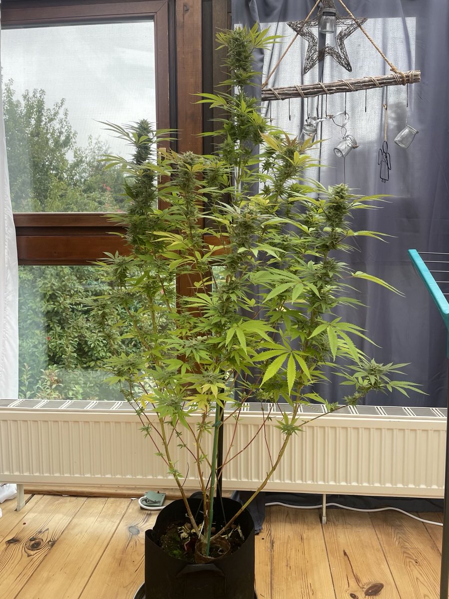 Der Outdoorgrow ist in den Wintergarten umgezogen, erfreut sich jetzt an wärmeren Temperaturen und dankt es uns mit üppigem Geruch  im ganzen Haus🤨
Rechts Orange Sherbet und links Bubble Gum von <a href="/Zamnesiawebshop/">Zamnesia</a>