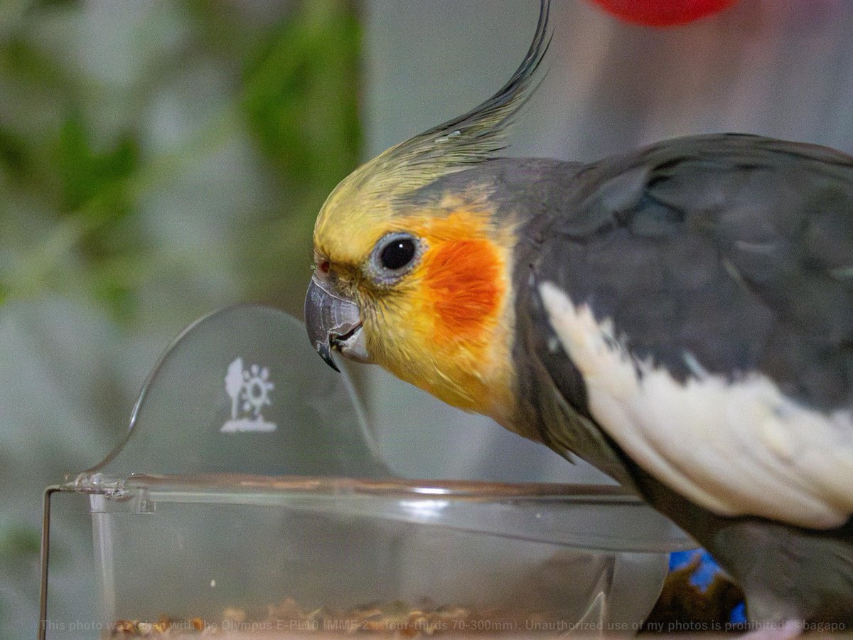 bagapo's tweet photo. 夜オカメ
#バロン #オカメインコ #トリ #cockatiel #olympus #epl10 #mmf2 #FourThirds #70_300mm https://t.co/PMr99NMAE0