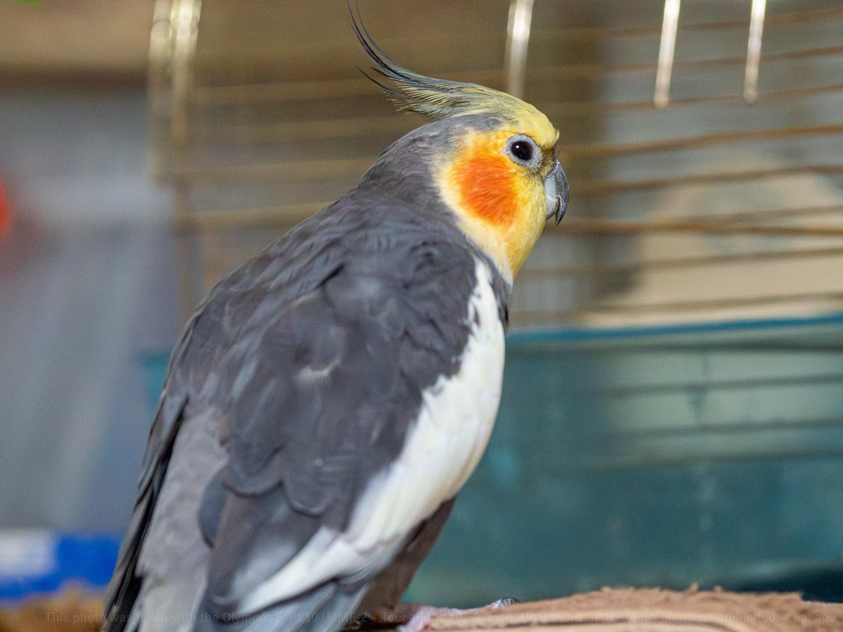 bagapo's tweet photo. 夜オカメ
#バロン #オカメインコ #トリ #cockatiel #olympus #epl10 #mmf2 #FourThirds #70_300mm https://t.co/PMr99NMAE0