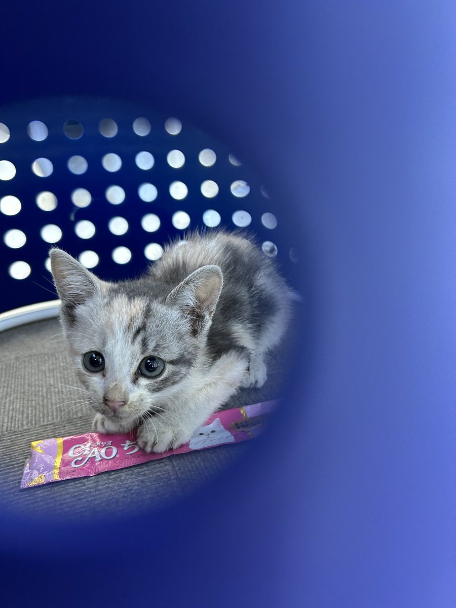 Bodydesign_Labo's tweet image. で、結局…
保護できました😺

飢餓状態でした。
そろそろ限界が近づいていた感じです。

里親募集の前に、
一旦うちで栄養摂って元気つけてもらい、病院で諸検査です🔬