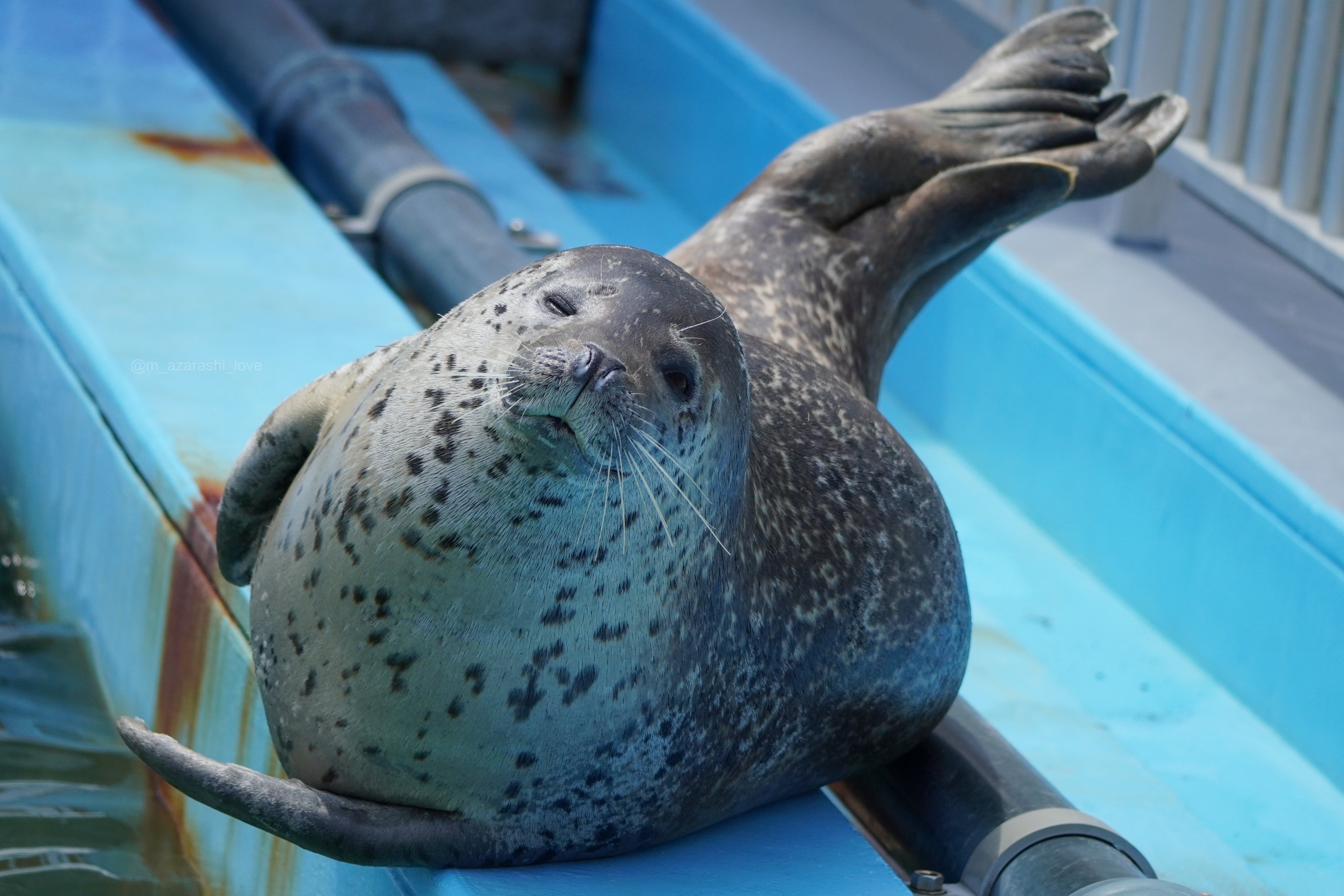 アザラシ 実はアザラシも、ジャンプが出来ます！！👏✨ 日和ちゃんは
