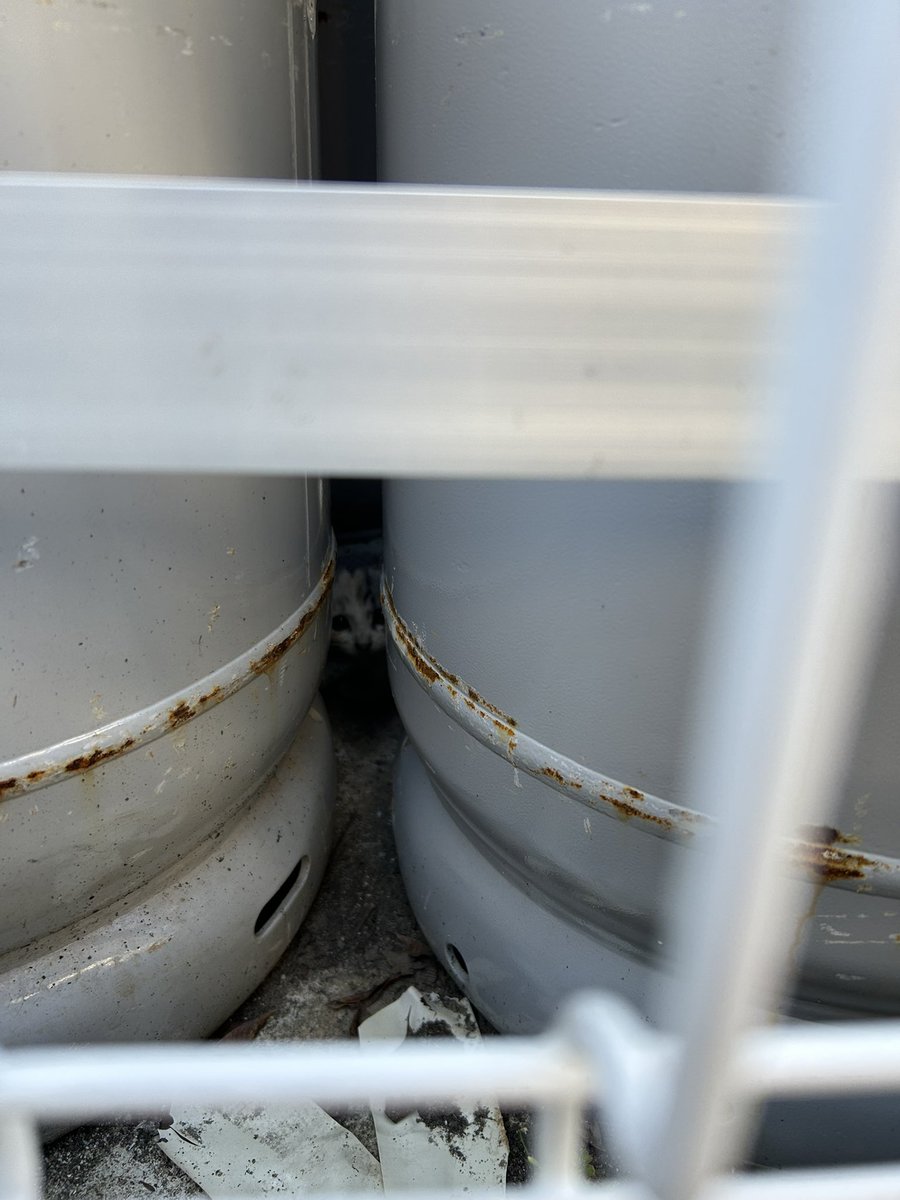 Bodydesign_Labo's tweet image. ジム敷地内に子猫が🐈‍⬛

3日前、2日前と二連夜
鳴き声聞こえてたけど、
この子だった😹

鳴き声が同じ🎙️