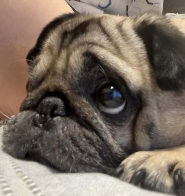 yukino@PEPPY様コラボベッド発売中🎉 (@yukino_dw) / Posts / X