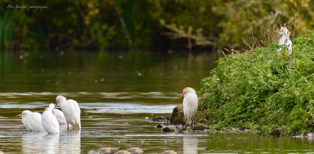 Lovely group of Cattle Egrets (Monday) South Lake ... <a href="/WWTSlimbridge/">WWT Slimbridge</a> <a href="/slimbridge_wild/">Slimbridge Sightings</a> <a href="/Natures_Voice/">RSPB</a> <a href="/GlosBirds/">Glos Bird News</a> <a href="/HerefsBirds/">HerefordshireBirds</a>