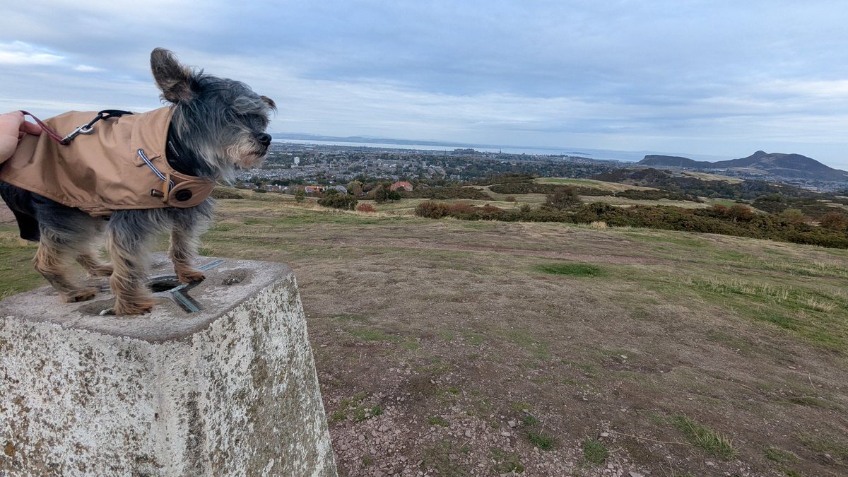 jaythejza's tweet photo. Another hill walk while off looking after Buddy, this time we made it up #BraidHills, completing the traditional "Seven Hills of #Edinburgh". Some great views up here, you can pretty much see the entirety of Edinburgh. Nice that the sun popped out when we got up there too! https://t.co/J4yFFX44Ry