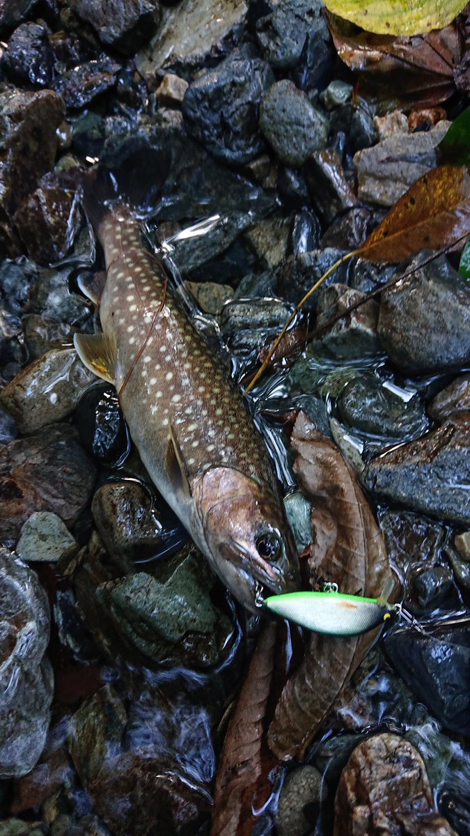 kenchang_RX's tweet photo. 午後の部🎣
右往左往するも新しい足跡だらけ😅
小さい沢に入ったらイワナとハリガネムシが爆でした😇
最後のポイントに入渓したら対岸上流から熊も入渓🤣
熊がこちらに気づいて立ち去ったので事なきを得ました
#exts464ul
#山女魚ネット
#awayco40s https://t.co/gKYuG7SEPi