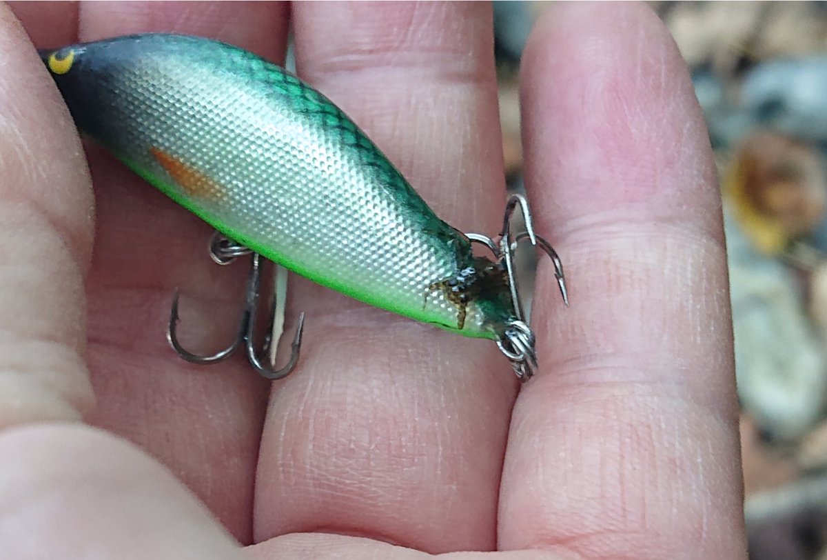 kenchang_RX's tweet photo. 午後の部🎣
右往左往するも新しい足跡だらけ😅
小さい沢に入ったらイワナとハリガネムシが爆でした😇
最後のポイントに入渓したら対岸上流から熊も入渓🤣
熊がこちらに気づいて立ち去ったので事なきを得ました
#exts464ul
#山女魚ネット
#awayco40s https://t.co/gKYuG7SEPi