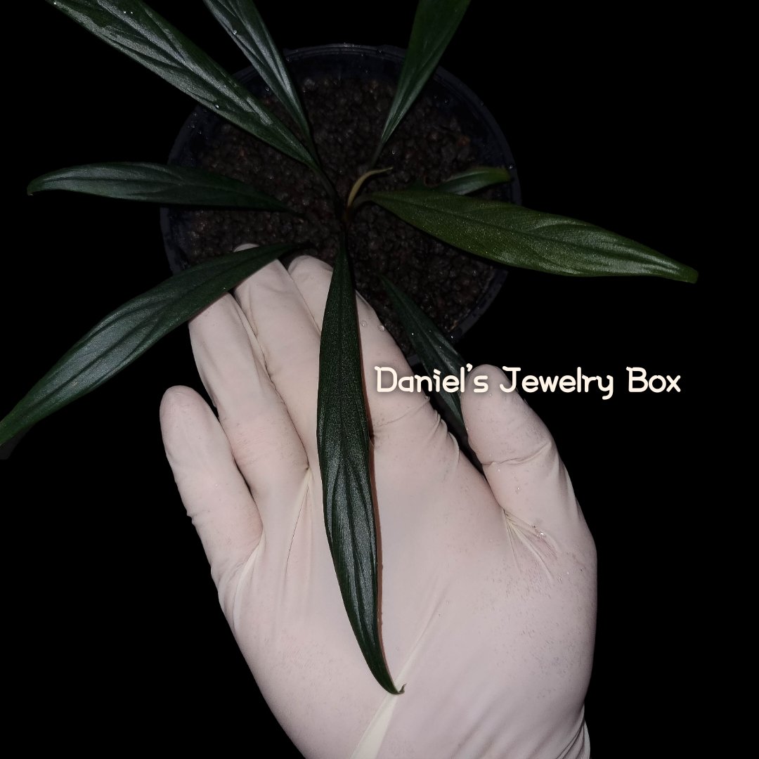 Daniel0817_'s tweet photo. 極細葉
Homalomena sp.

#homalomena
#ホマロメナ
#vivarium
#terrarium
#tropicalplants
#paludarium
#jungleplants
#ブセファランドラ
#サトイモ科
#観葉植物 
#熱帯植物
#雨林植物
#パルダリウム
#テラリウム 
#熱帯雨林植物
#furtadoa
#bucephalandra
#DJB便
#Daniel便
#rainforestplants
#variegatedplants
#cryptocoryne
#homalomenavariegated #Homalomenavarigated #Homalomenavariegata
#corybas
#moss 
#schismatoglottis