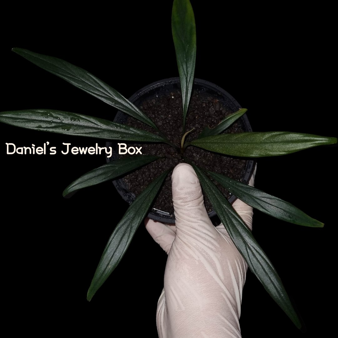 Daniel0817_'s tweet photo. 極細葉
Homalomena sp.

#homalomena
#ホマロメナ
#vivarium
#terrarium
#tropicalplants
#paludarium
#jungleplants
#ブセファランドラ
#サトイモ科
#観葉植物 
#熱帯植物
#雨林植物
#パルダリウム
#テラリウム 
#熱帯雨林植物
#furtadoa
#bucephalandra
#DJB便
#Daniel便
#rainforestplants
#variegatedplants
#cryptocoryne
#homalomenavariegated #Homalomenavarigated #Homalomenavariegata
#corybas
#moss 
#schismatoglottis