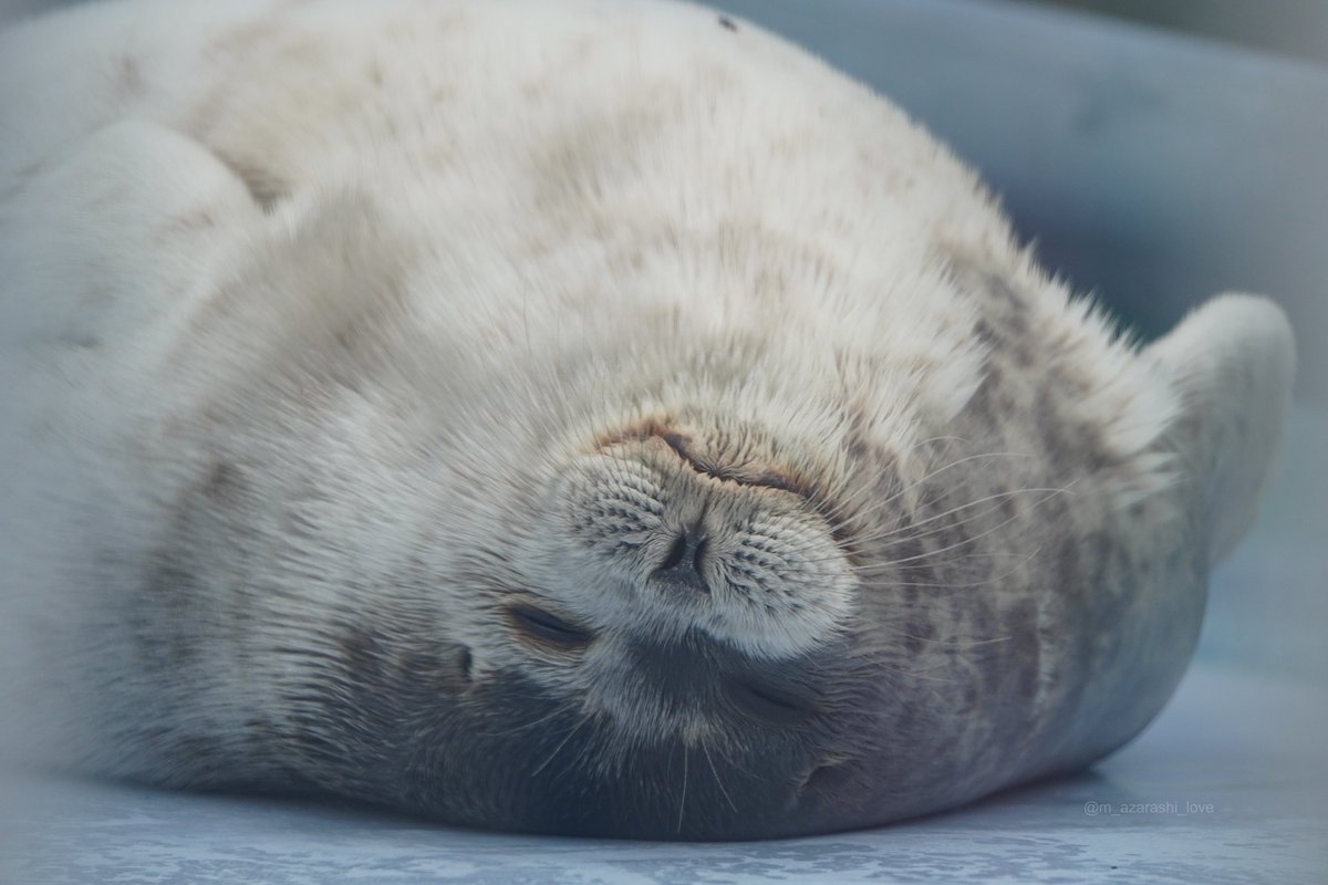 m_azarashi_love's tweet image. 🦭💤
2025.5
#月 #あざらし #ワモンアザラシ