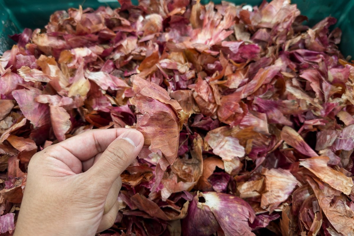 AZoSensors's tweet image. 🧅Scientists have created a biodegradable film from onion waste that changes color to reveal food spoilage in real time. How could this reshape food safety?
azosensors.com/news.aspx?news… #AzoSensors #Sustainability