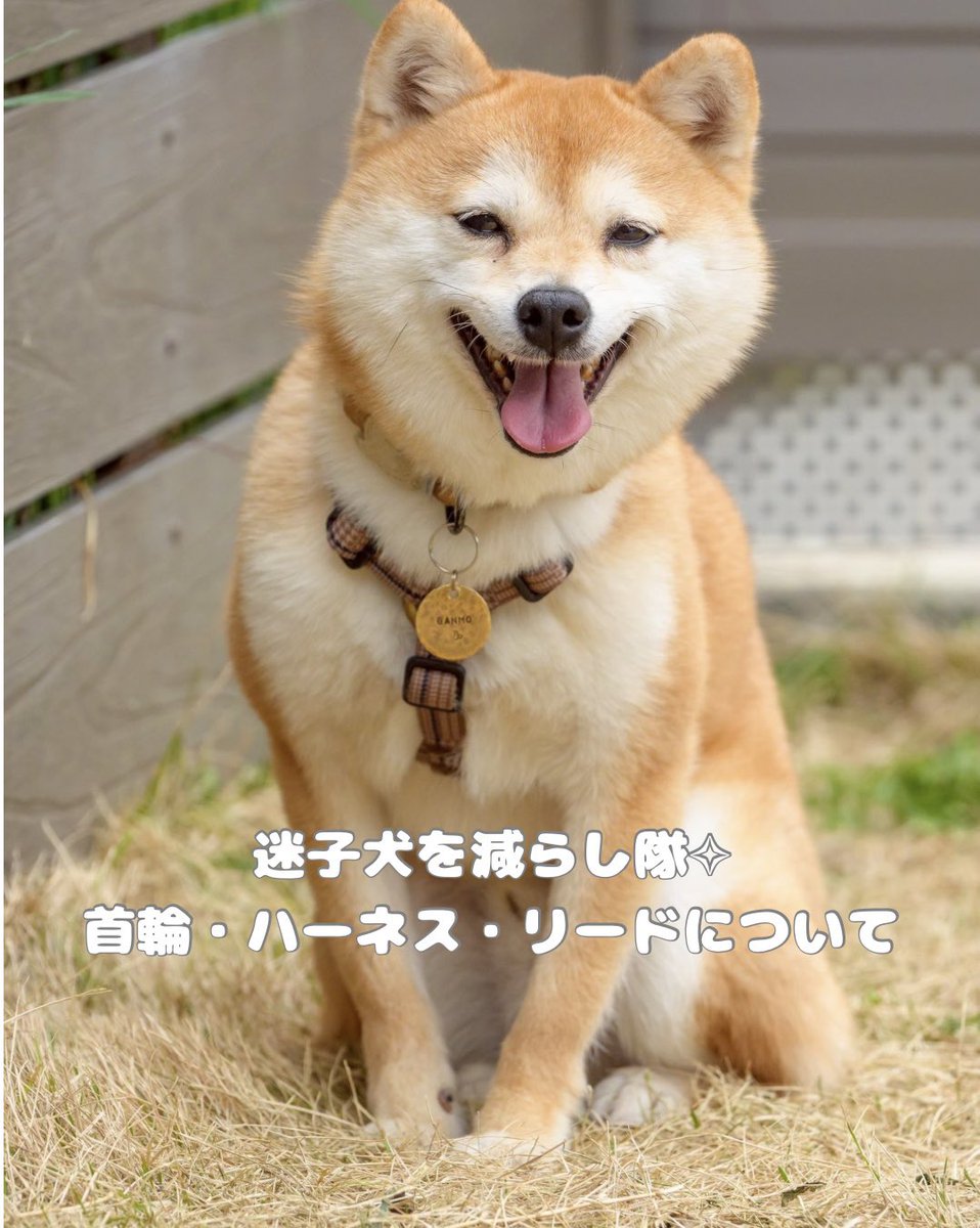 ちくわ&がんも☺︎カレンダー発売中✧ (@shiba_chikuwa) / Posts / X