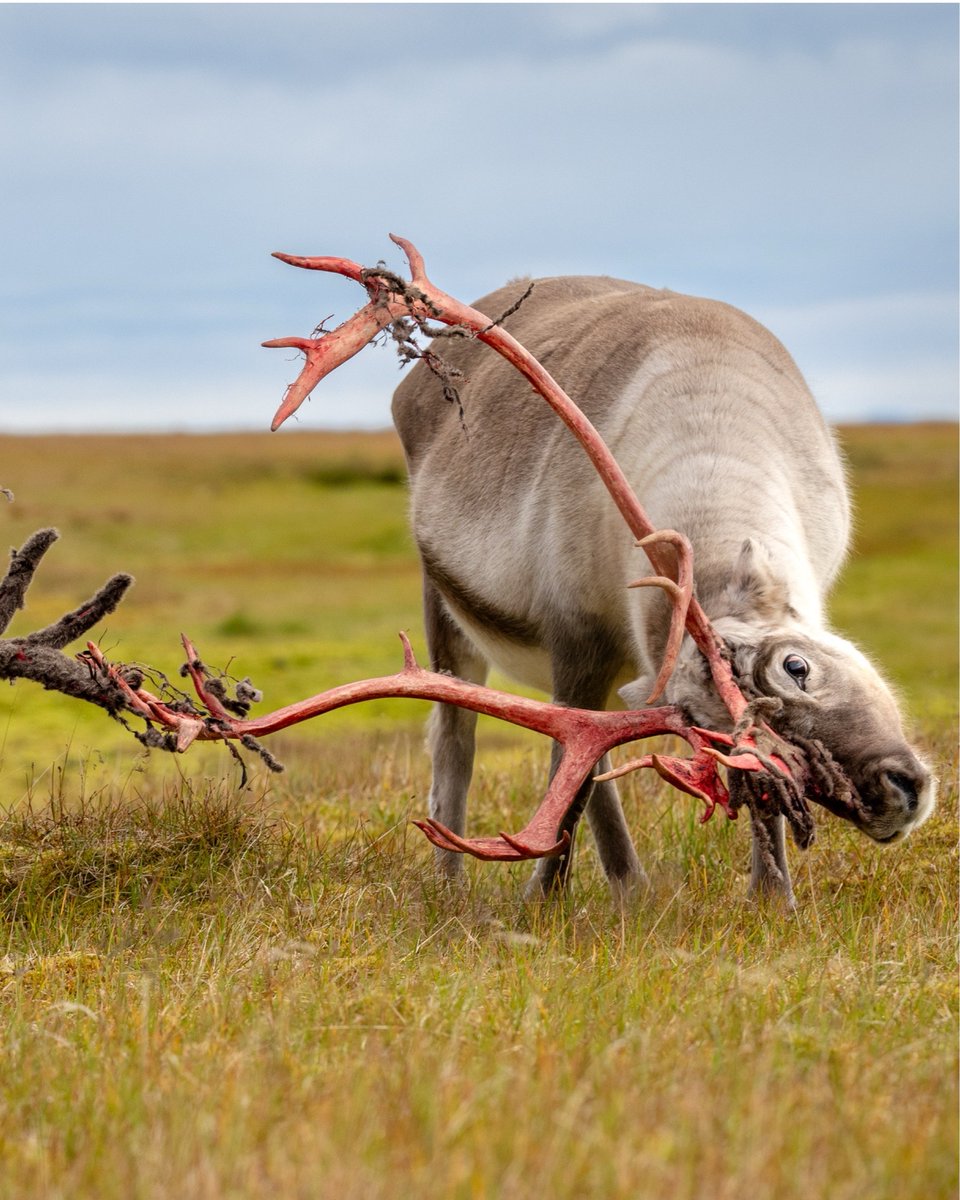 In September, male reindeer in Svalbard shed the velvet from their antlers, revealing bone in preparation for mating displays before losing them in winter🦌 

🔗 To see this Arctic ritual up close in Svalbard in 2026, visit zurl.co/r86lW
#SecretAtlas #Svalbard #Reindeer