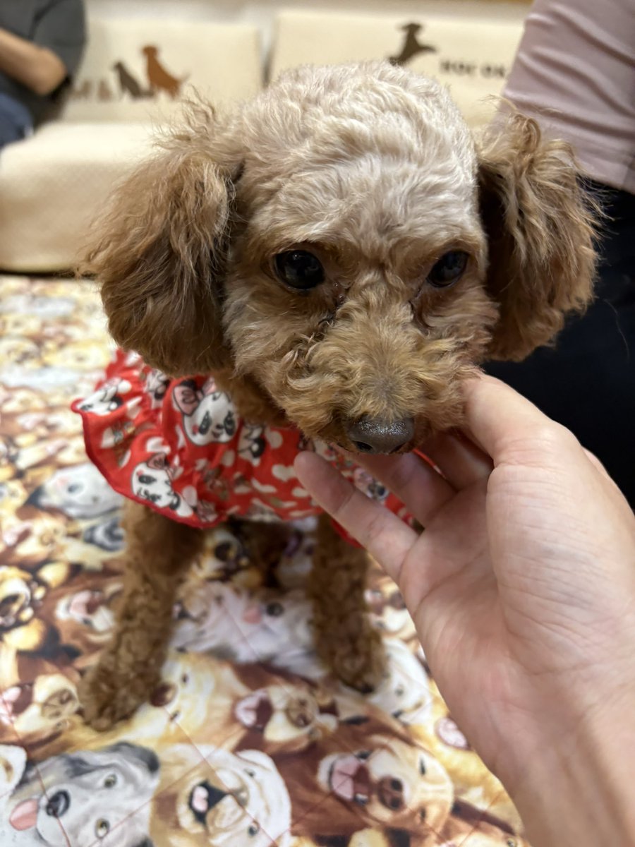 トイプードル - Search / X