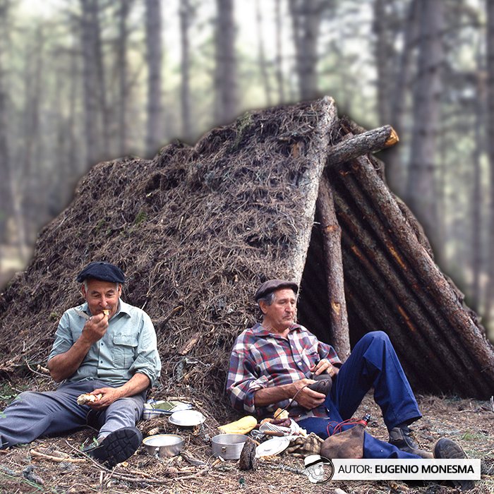EugenioMonesma's tweet photo. 🛖💤 Las jornadas de los #resineros en el monte eran muy largas y duras (más de 15 horas diarias), por ello su descanso en #chozos durante la noche era fundamental.
Ellos mismos los construían a mano con ramas y troncos.
📽️ Documental COMPLETO (8'): https://t.co/IVrKlxjMjy https://t.co/UB7qfDQUM9