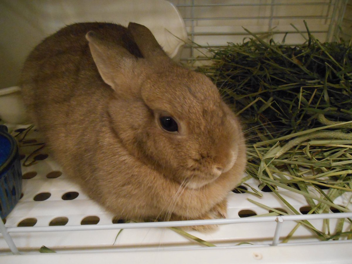 ひらづみオープンしました⟡.·

私は昨日から大学が始まりました！(最悪です！)
最後の大学生活、ちょーーー楽しんじゃいますよ〜♫
というわけで、うきうきの私が今日ものんびり待ち構えてますよ〜❁

(破壊)

↓この前うさちゃんカフェに行きました ꪔ̤ちょーーーーかわいい……