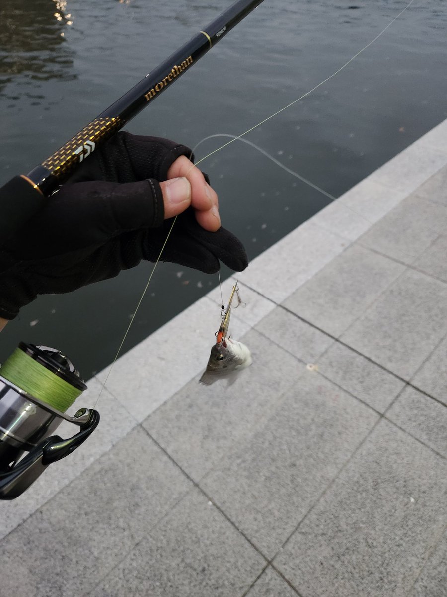 DAIWA SW Fishing Shore (@d_sw_shore) / X
