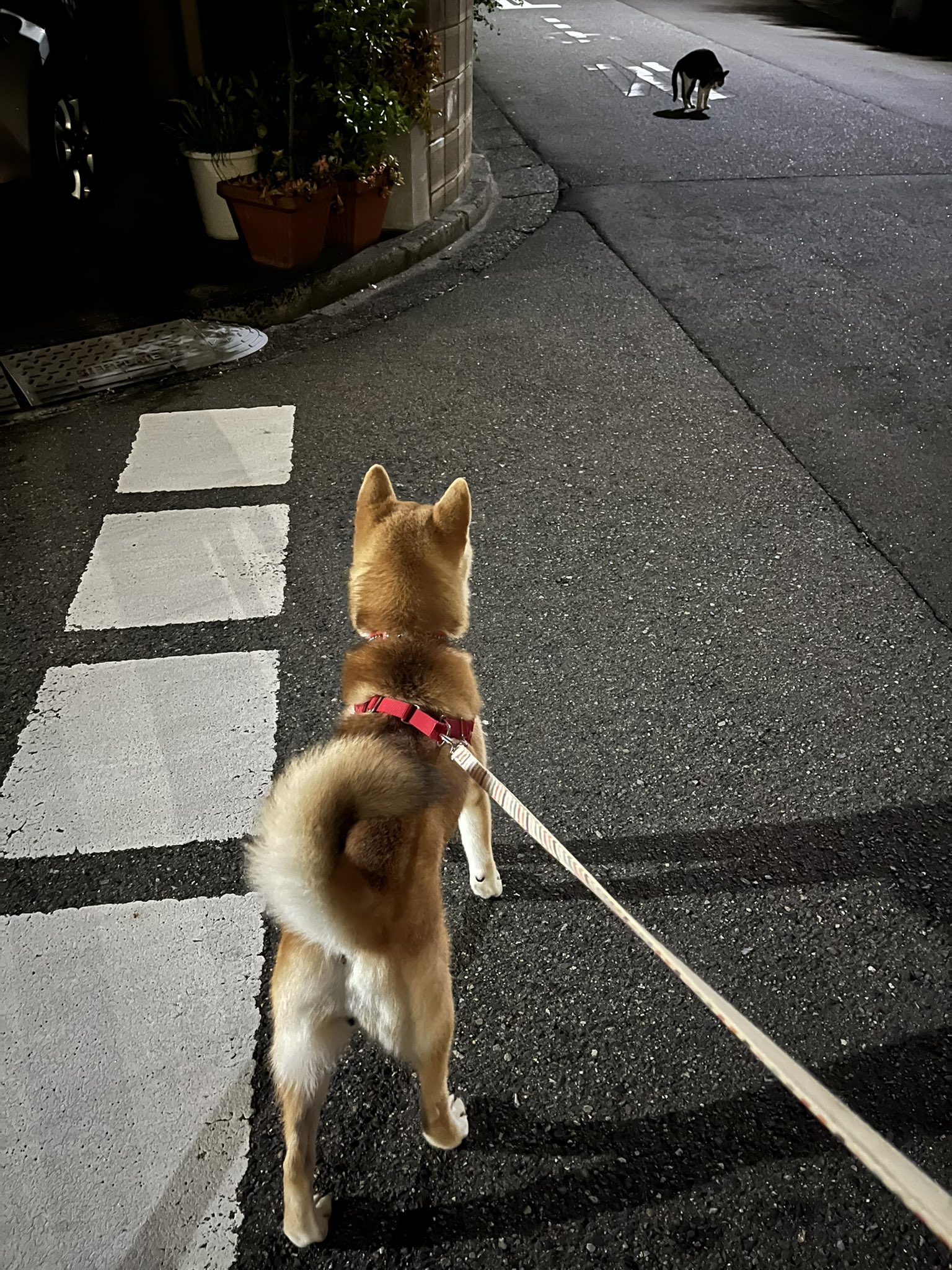 しばけん JxK.Studio】JXK054ABC shiba inu Leg Lift 1/6スケール 柴犬 イヌ