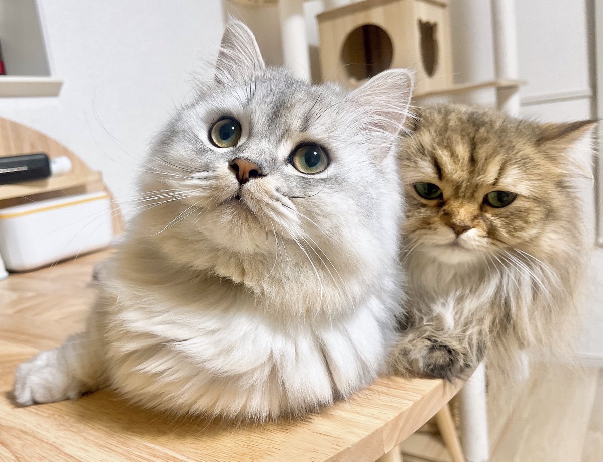 ねこ♡ページ ねこぺーと - Search / X