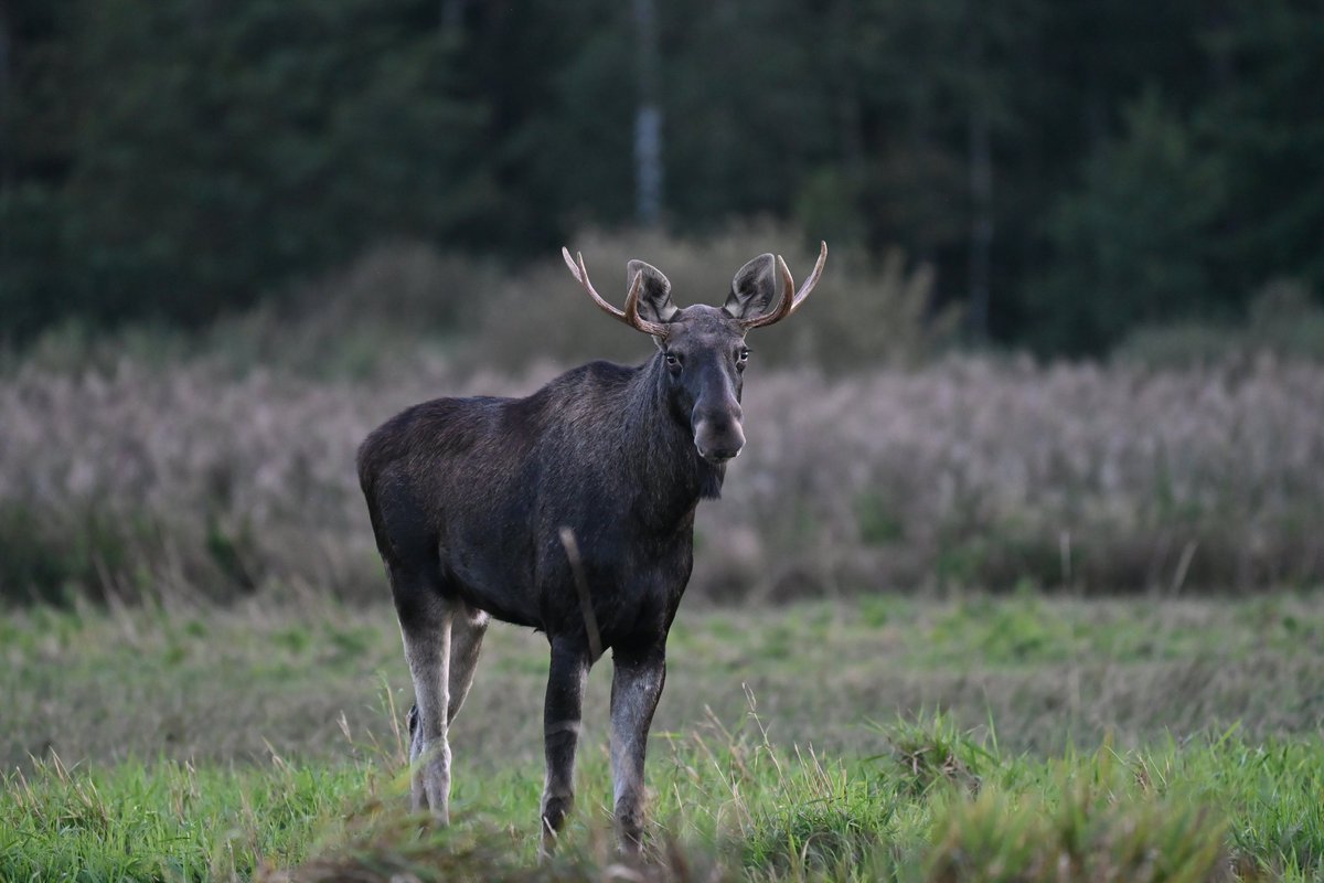All pictures taken in one evening in Białowieża Forest, NE Poland.