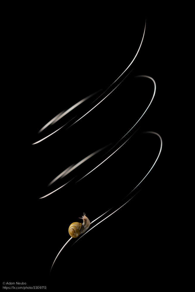 1x_com's tweet image. Minimalism at its very best in this superb image titled 'It's a Hard Way' by Adam Neuba. 1x.com/photo/3309713 #minimalism #spiral #snail #fineartphotography