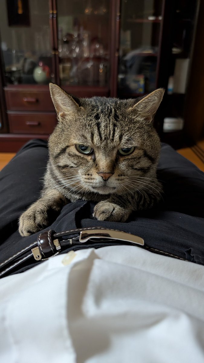 herunon's tweet image. すぐおまた入る
 #猫
 #團十郎