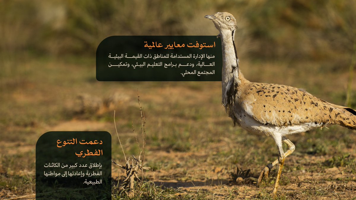 CGCSaudi's tweet photo. من غرس الأشجار إلى إعادة الحياة الفطرية، ومن برامج الاستدامة إلى تمكين المجتمع؛ محمية الإمام تركي بن عبدالله الملكية تسجل ريادة عالمية.