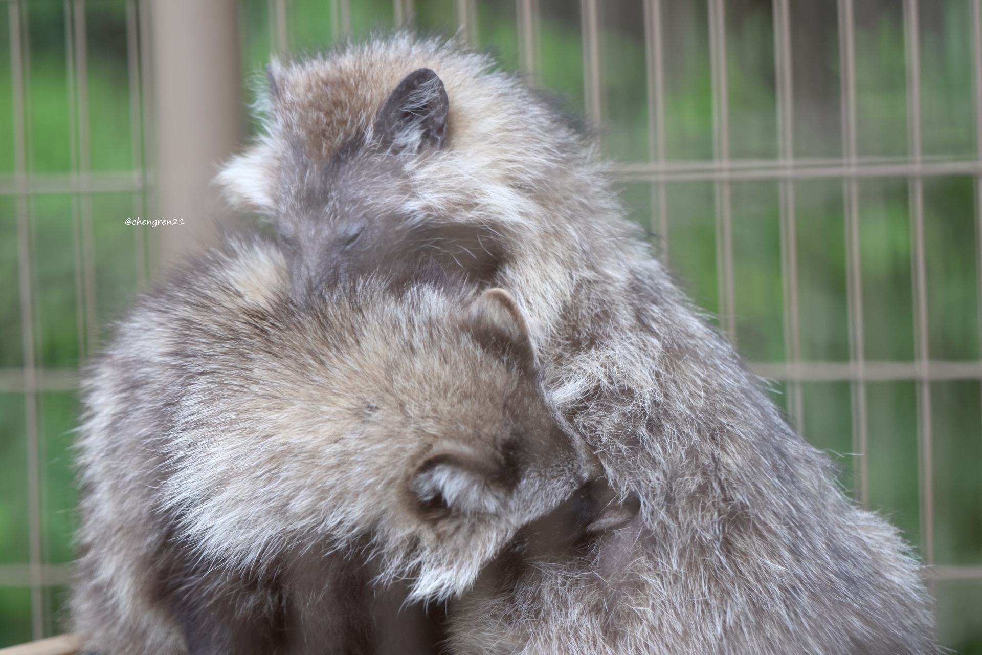 Cheng-Ren🦊🐺 on X: 