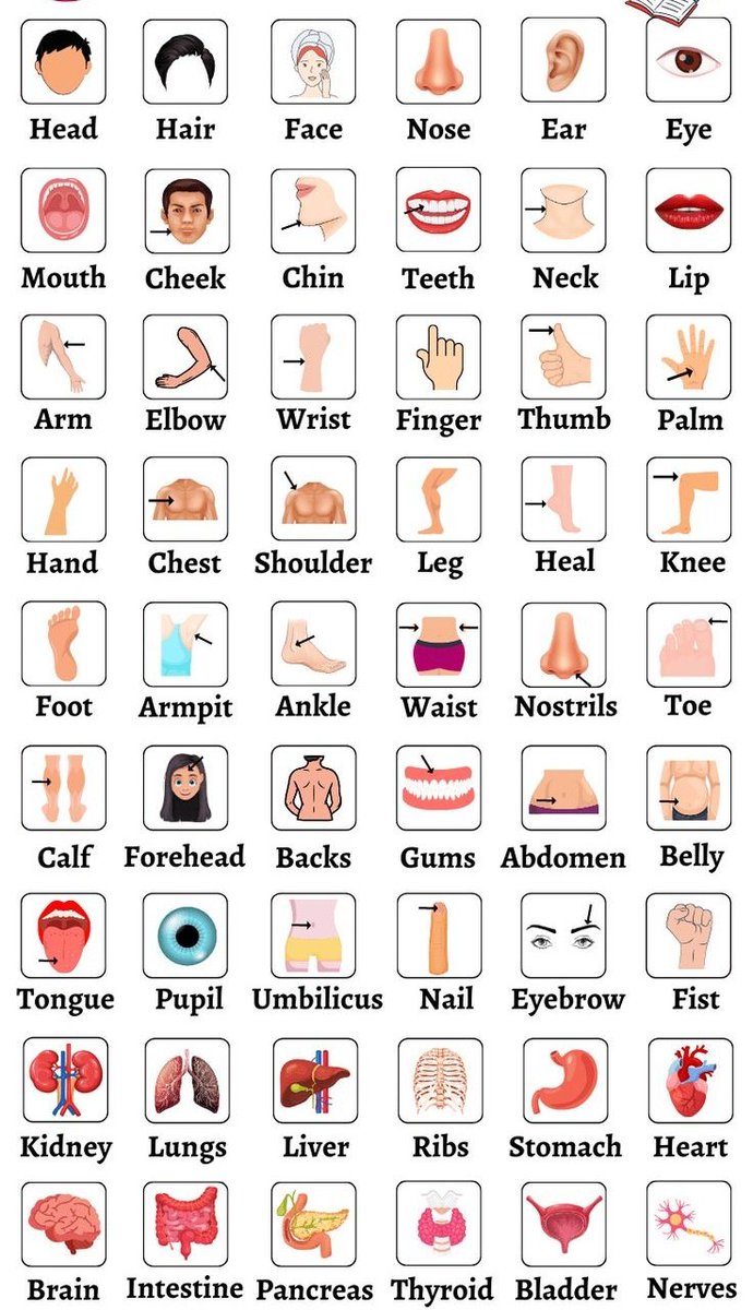 grammarengli's tweet image. Body parts