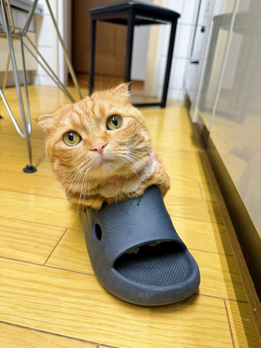 ひなこページ 短足マンチカン ひな子 （ねこ） (@hinako_munchkin) / X